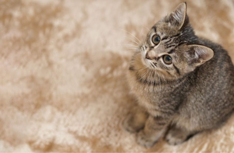 電気カーペットとネコ